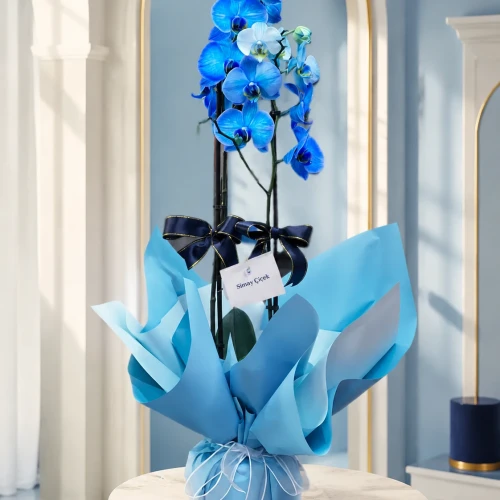 Mavi Düş Phalaenopsis Orkide Aranjmanı
