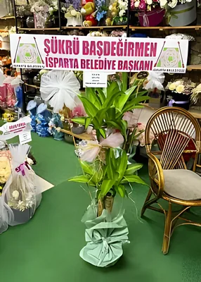 Saksıda 2Li Massangeana